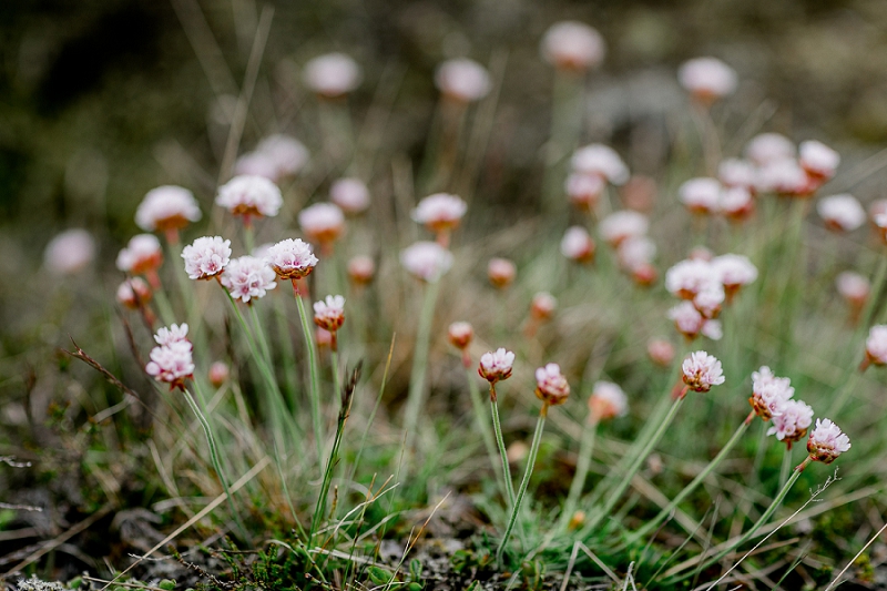 Anja Linner Island Editorial Shoot Therese und Luise Braut Brautkleid Boho 