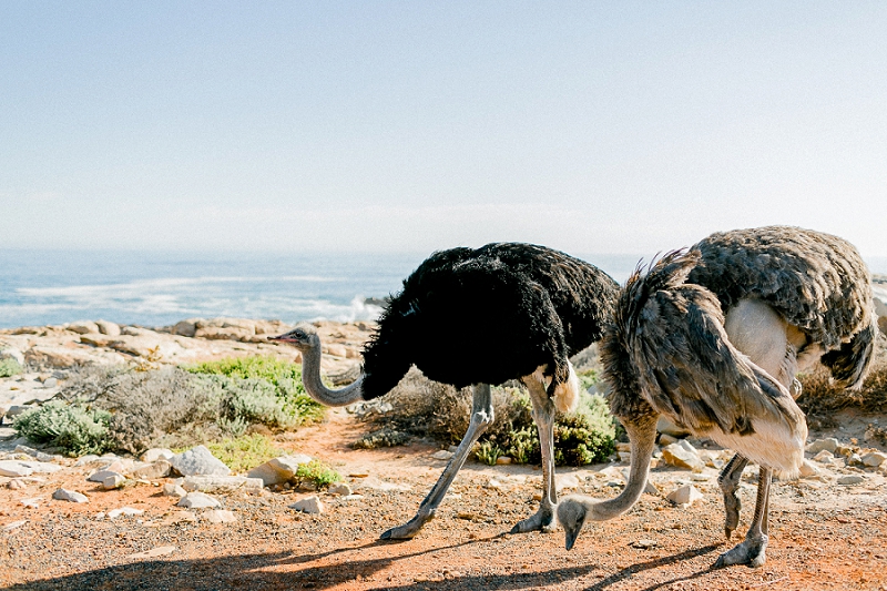 Anja Linner Kommetjie Südafrika Kapstadt Cape of Good Hope Kap der guten Hoffnung Capetown Afrika