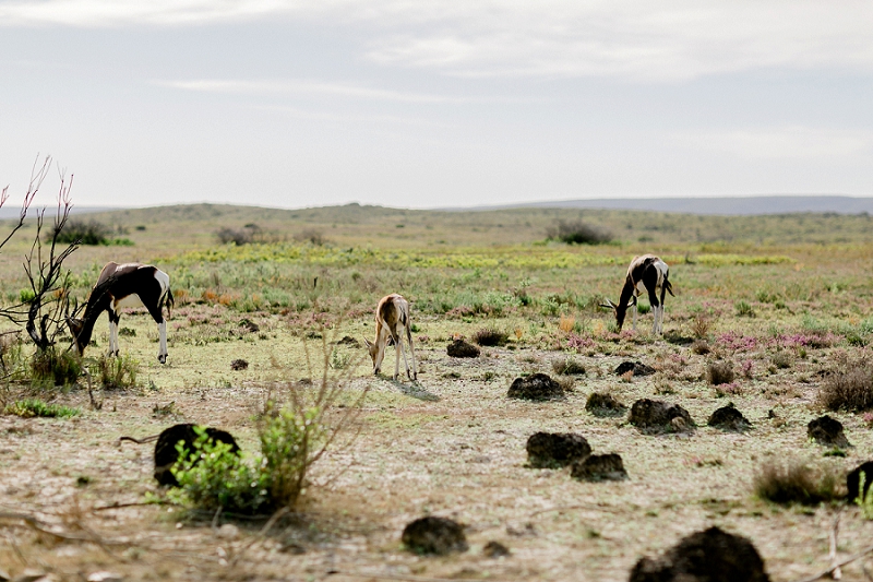 Anja Linner Südafrika Kapstadt Roadtrip Dehoop Nature Reserve Capetown Afrika