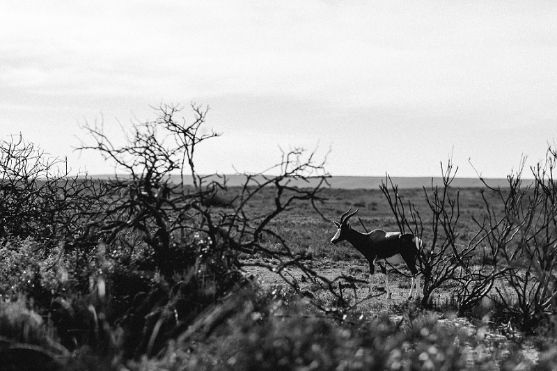 Anja Linner Südafrika Kapstadt Roadtrip Dehoop Nature Reserve Capetown Afrika